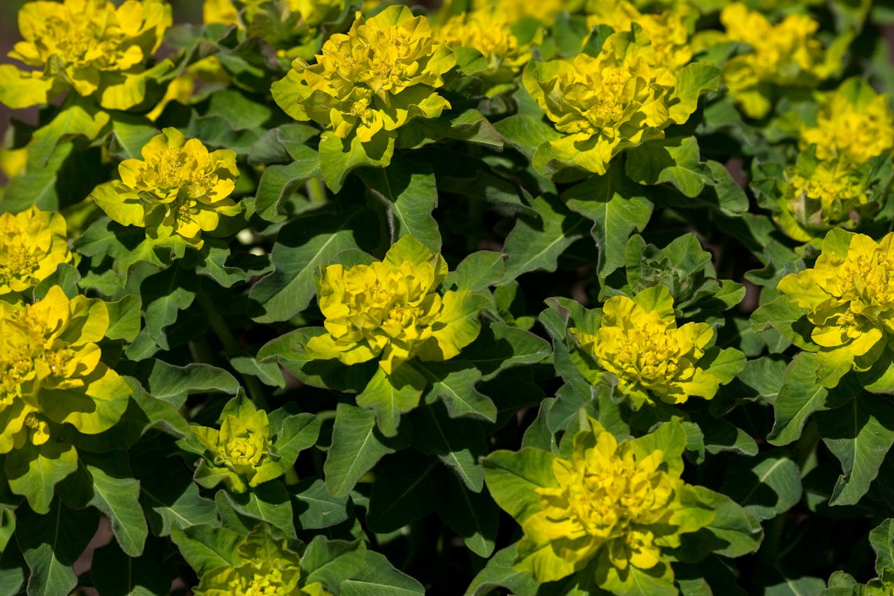 Rhodiola rosea