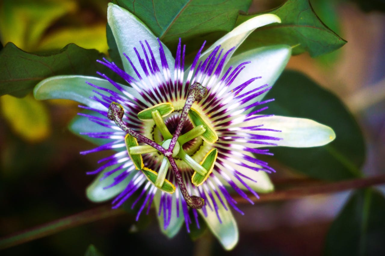 Passiflore