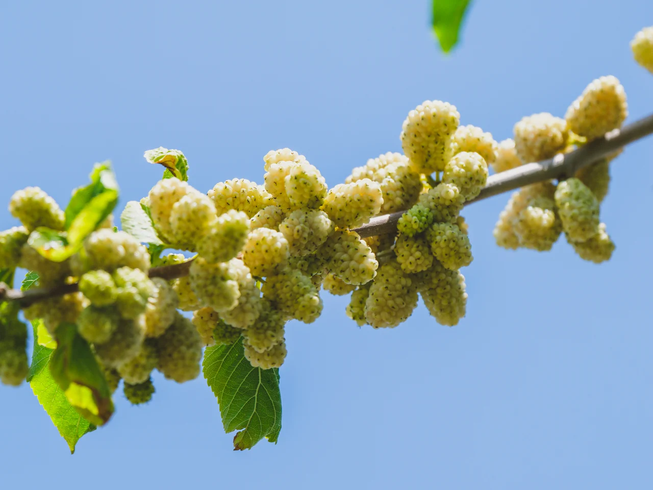 Mûrier blanc