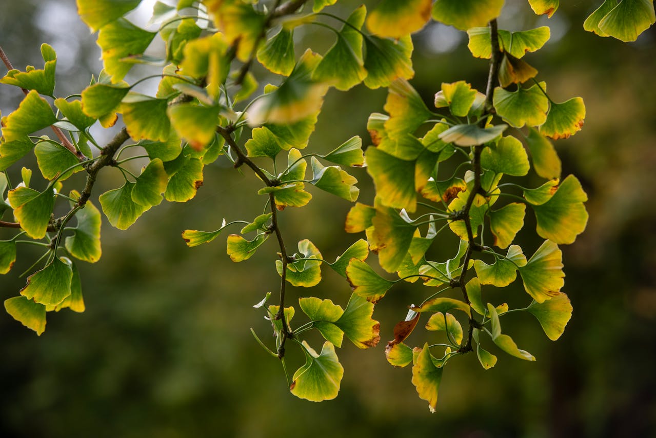 Ginkgo biloba