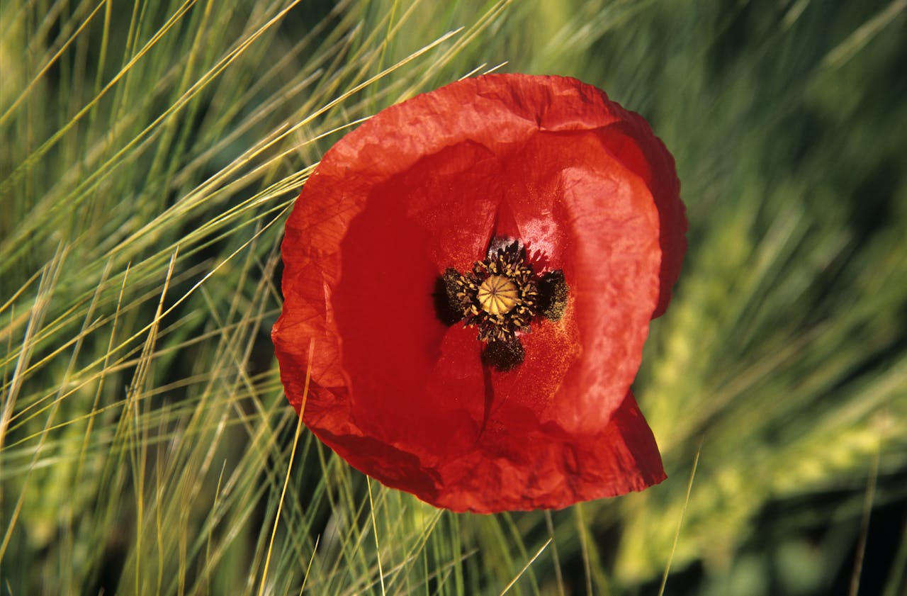 Coquelicot rouge