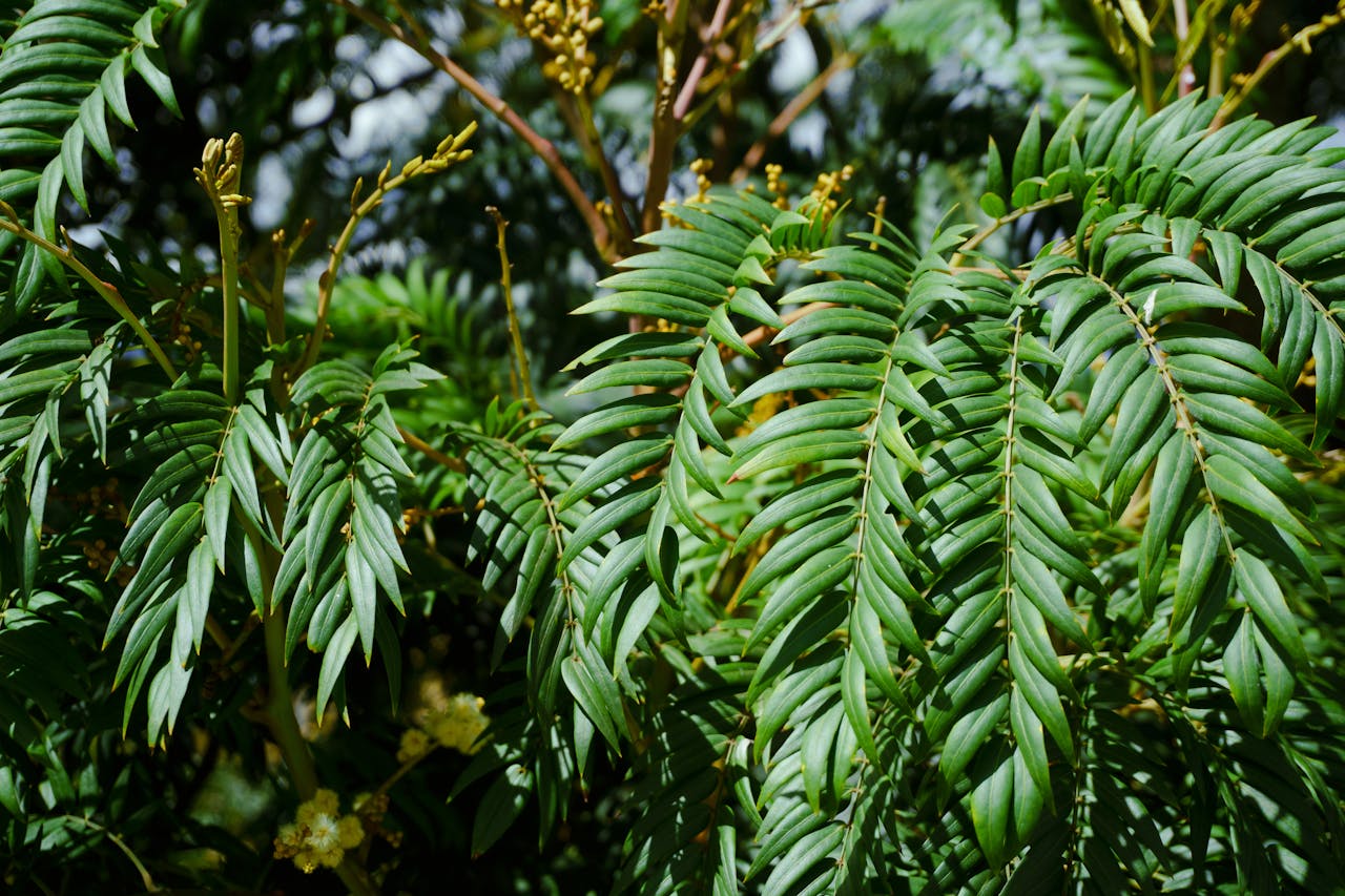 Boswellia serrata