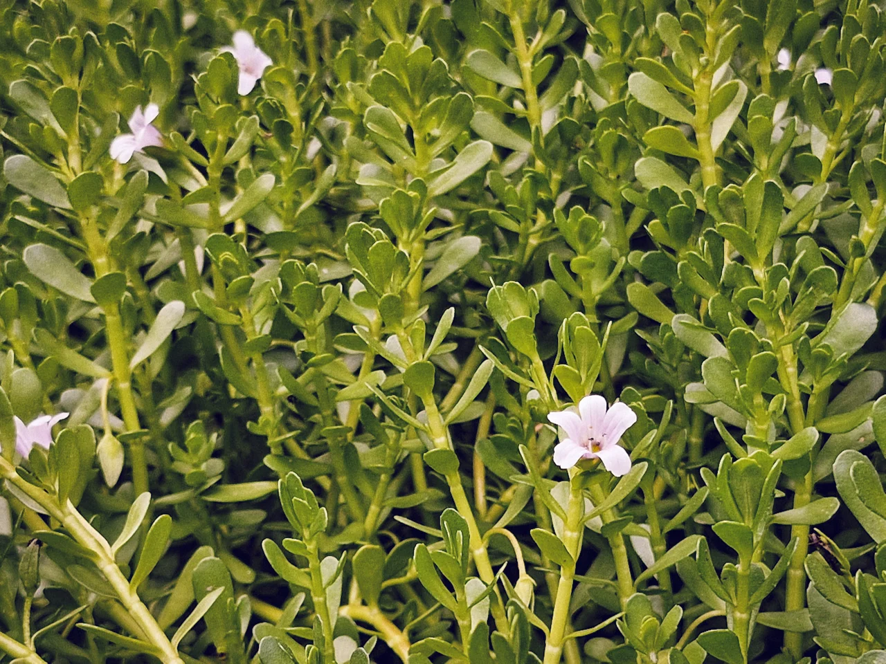 Bacopa monnieri