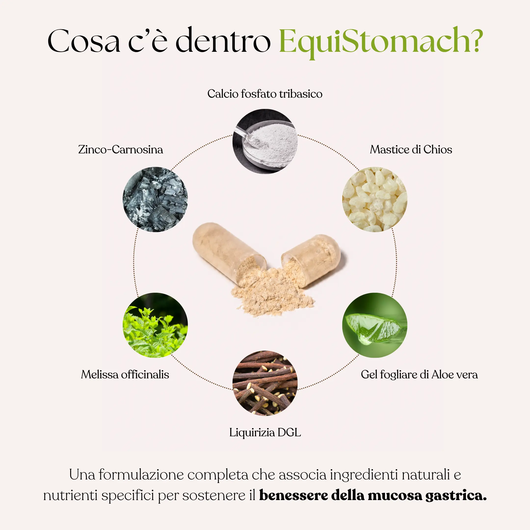 EquiStomach - Integratore per il benessere dello stomaco e della mucosa gastrica - immagine 3